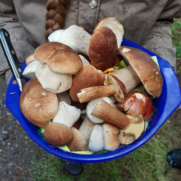 Foto von einem blauen Korb mit gesammelten Pilzen