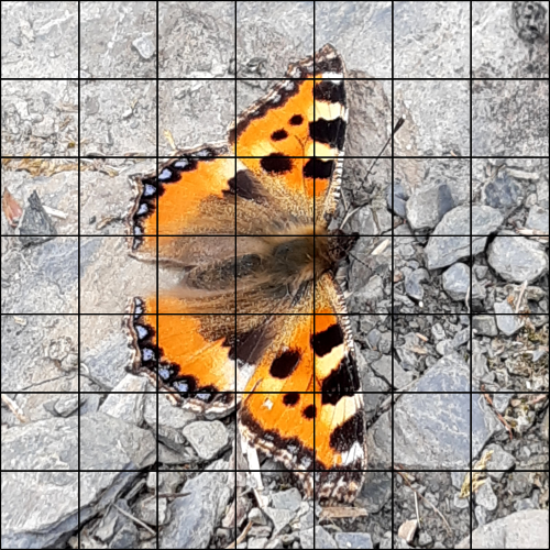 Ein Foto von einem Schmetterling, das mit einem Raster überzogen wurde